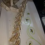 Saygili シダ
